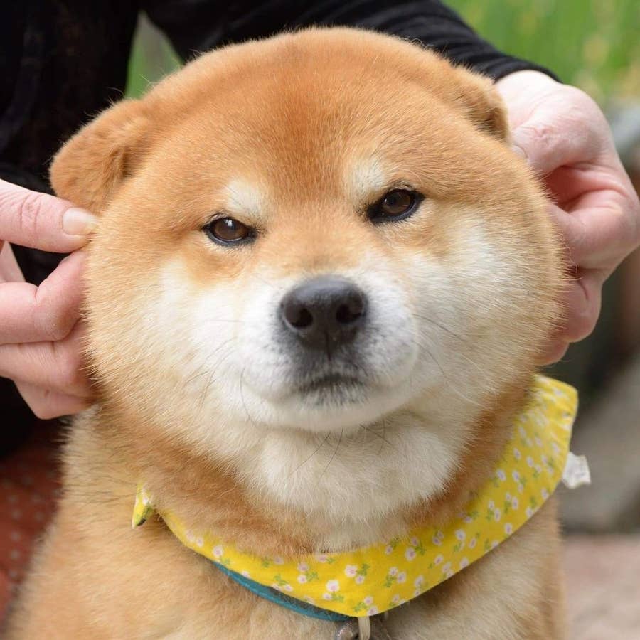 いろんな表情に癒される Instagramの柴犬がネットで大人気
