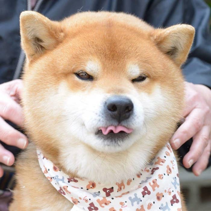 いろんな表情に癒される Instagramの柴犬がネットで大人気