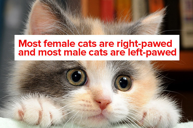 facts about female cats