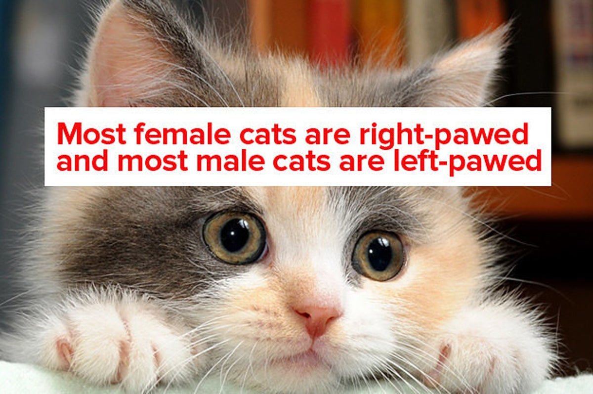 46 Surprising Cat Facts That Ll Make You Say Wow