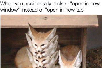 23 Weird And Super Cute Animal Tweets