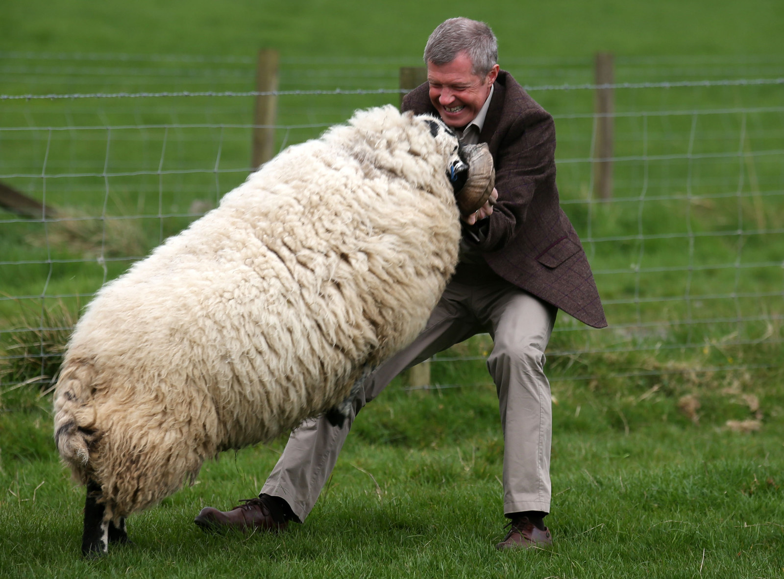 Scottish Liberal Democrat leader Willie Rennie with a ram during a visit to...