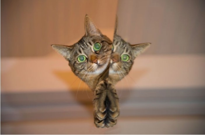 Take proactive steps in managing your cat’s oral health, and don’t get buried under expensive veterinary bills. Take the time to brush your cat’s teeth, provide him or her with proper dental treats or toys, and feed them a proper diet. Their dental hygiene is so important to their overall health. Do not skimp on the proper at home steps you can take to treat your feline’s bad breath. Invest in your cat’s health, and your own wallet, by taking charge of their breath at home! Want to do more? Read these 5 extra tips you can use to ensure your feline friend doesn't have stinky breath.