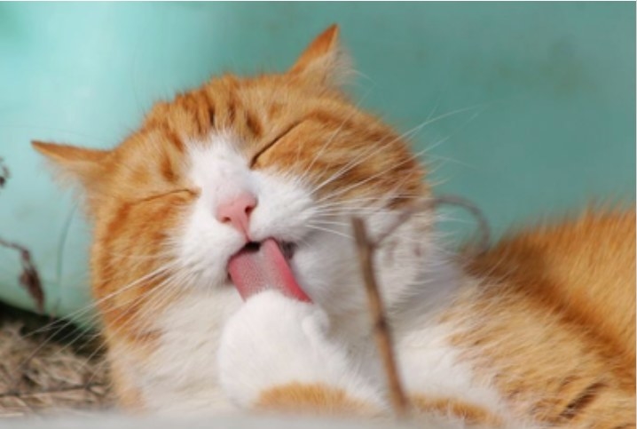 We all love our pets like they are our own children, and want to do the best we can to ensure they have a healthy life. Bad breath is more than just a smelly inconvenience, it’s a sign of much more going on in their body. Read on for the causes, symptoms, treatment options, and information on when to seek veterinary care. Here are some common causes and symptoms of bad breath in cats:Causes and Symptoms of Bad Breath in CatsThe cause of bad breath in cats can be hard to pinpoint. However, it typically generates from eating habits and dental disorders. The cause may be something as simple as smelly food, or as complicated as some forms of cancer. Plaque and tartar buildup can cause bacterial or fungus build up in the mouth, creating a bad odor. Other times, your feline may be teething!Minor ailments that may cause bad breath include:* Endocarditis (inner heart layer infection)* Esophageal tube enlargement * Gingivitis* Pharyngitis (throat inflammation)* Rhinitis* Sepsis* Sinusitis* Stomatitis* Tonsillitis* Coprophagia (eating of feces)Other more serious ailments may be the cause of your cat’s halitosis. If you suspect your cat’s bad breath is due to more than just plaque and tartar build up, it’s wise to contact your vet. Symptoms of halitosis in cats include:* Odor* Redness in gums * Bleeding gums* Reduction in food consumption* Increase in thirst level* Swelling of the gums* Vomiting* Weight loss* Lethargy* Pain* More frequent urination* Pawing at the mouth* Poor coat condition* Aggressiveness* Yellow, red, or runny eyesIf you’ve noticed any of these symptoms in your friendly feline, it’s time to take control of their bad breath and cure it! How can you take control of your feline’s stinky breath? We’ve got 3 tips that will help cure it, and make snuggling your cat far more enjoyable.3 Tips for Treating Bad Breath in Felines at Home1. Brush your cat’s teeth. While this may seem obvious, one of the easiest ways to combat bad breath in cats is to brush their teeth. Regular teeth brushing prevents plaque and tartar from building up. It also prevents tooth decay. Specific toothbrushes exists for cats, but any smaller size toothbrush will do. Make sure you do use a toothpaste specifically designed for cats. Many cats prefer an odorless and tasteless toothpaste. 2. Dental treats and chew toys. There is a specific niche in the cat treat and chew toy market for bad breath. Some treats are specifically designed to target bad breath and clean teeth while your cat thinks it’s getting a tasty surprise. Toys also exist that help brush and clean felines’ teeth as they play with them. Use treats and toys as supplements to regular dental care, not a replacement!3. Proper diet. Ensure your cat is getting a proper diet of cat food. Search for foods with little to no additives, high-protein content with real meat, and plenty of water. This will help keep their breath fresh, their coat soft, and their life long.If making these changes and consistently sticking to them doesn’t cure your feline friend of its bad breath, it’s time for a visit to the vet. Regular veterinary visits ensure your cat is healthy and are a great way to find solutions for stubborn, stinky breath.Diagnosis of Bad Breath in FelinesYour cat’s vet will do a full assessment in order to identify the source of the cat’s bad breath. They may conduct blood and urinalysis diagnostic tests, as well as run ultrasounds and x-rays. Of course, they’ll also do a complete physical examination of the mouth, teeth, lips, and gums as part of a dental exam. Be Proactive About Your Cat’s BreathPlease do not let your cat’s breath get out of control! Bad breath, or halitosis, in felines can be very costly to treat. Experts estimate that treatment prices can range from $400 to $1,200! The average national cost of treating severe halitosis in felines is $850.
