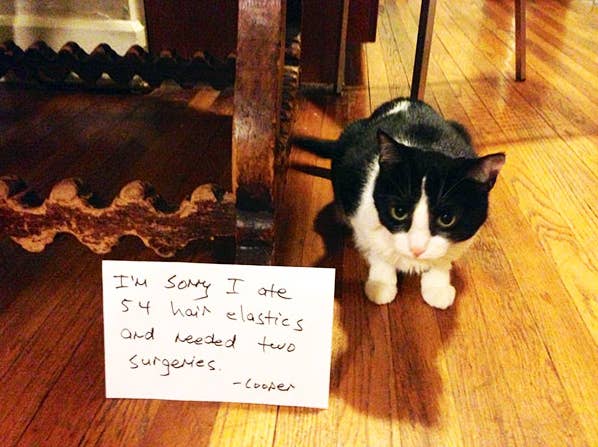 20 Cats Who Got Called The Fuck Out