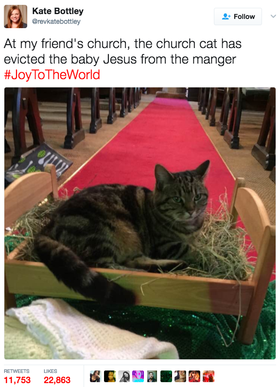 This cat who's never heard of Jesus: