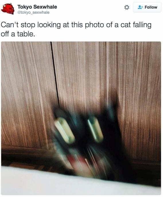 32 Katzen Die Sich Komplett Selbst Ubertroffen Haben
