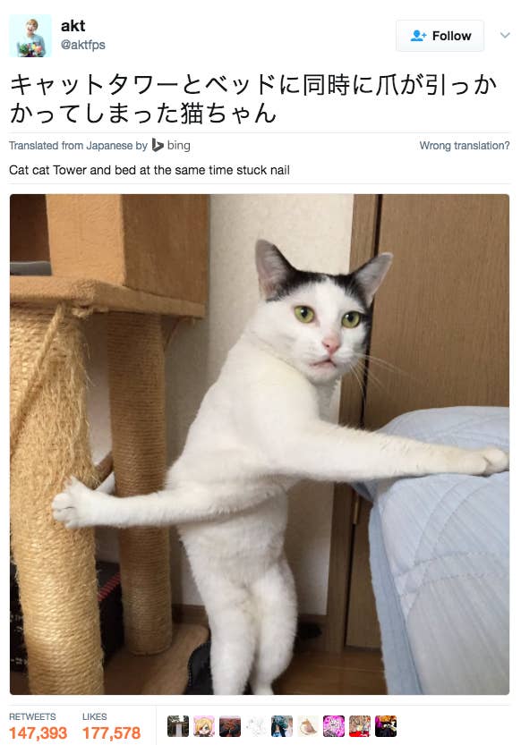 32 Cats Who Totally Outdid Themselves