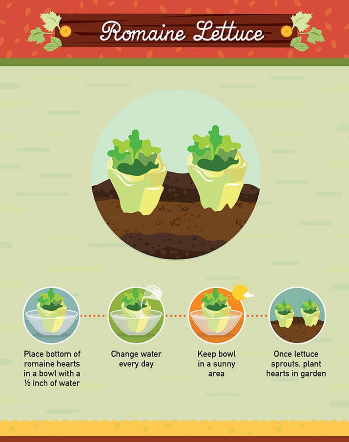 Difficulty level: easyGrowing time: 10-12 daysGrow another round of romaine leaves by placing the bottom of the cut heart into a bowl of warm water. You won't end up with a whole new head, but you'll get enough leaves to top several sandwiches! See the full directions here.