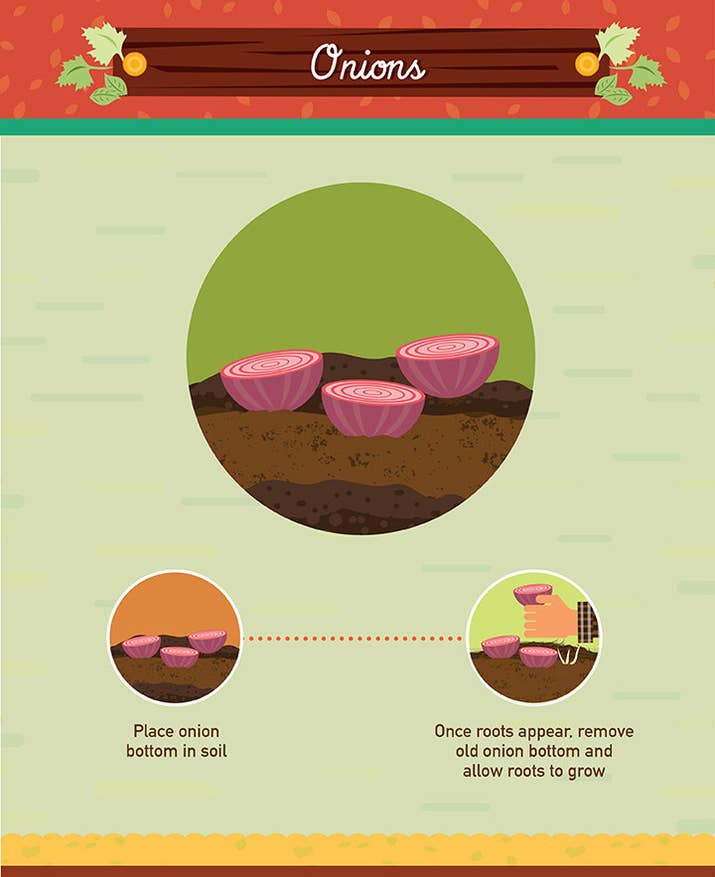 Difficulty level: easyGrowing time: several monthsTo regrow an onion, simply place the otherwise discarded bottom in soil and let the roots grow. Remove the old nub and watch it blossom into a whole new veggie! See the full directions here.