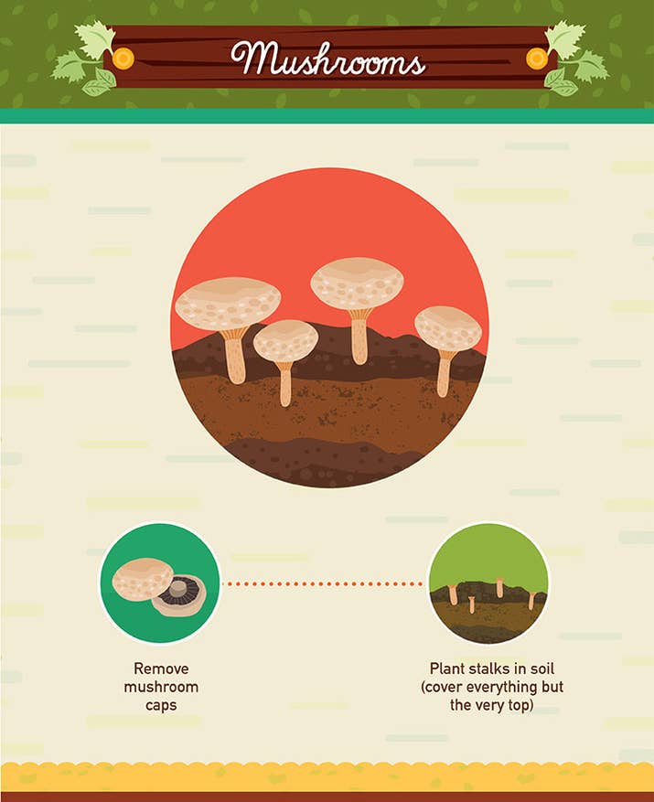 Difficulty level: difficultGrowing time: 10 - 15 daysRegrowing mushrooms can be a tricky process. Save the stems of your favorite mushrooms (such as shiitake, button, or cremini) and transfer them into moist soil. After a few days they will either start growing, or rotting. If they rot, simply try again with another batch! See the full directions here.