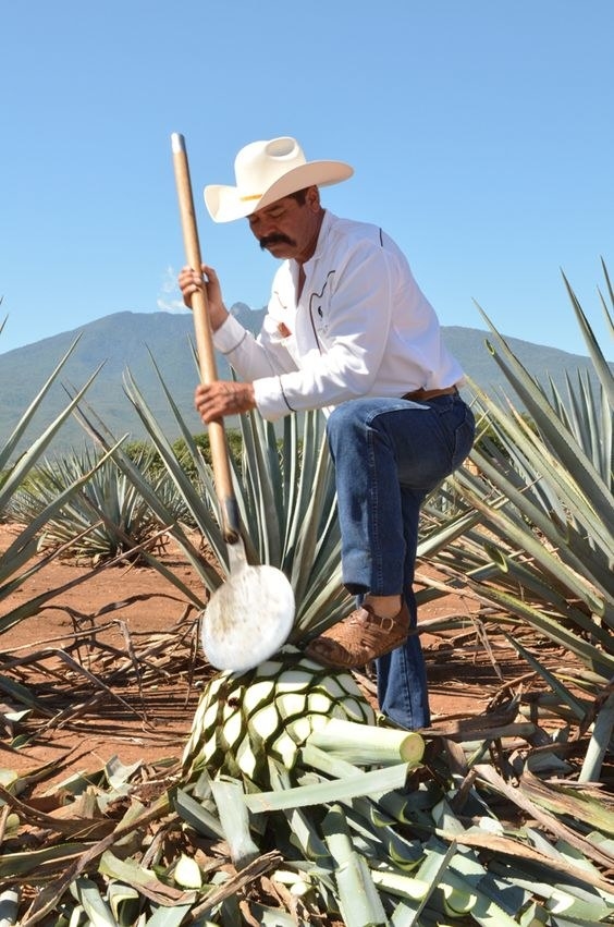 El jimador tiene un arduo trabajo, ellos comienzan su jornada laboral justo antes de que el sol salga en la madrugada y terminan a más tardar a las 2:00 p.m.Todo el trabajo de la jima: cortar, cultivar y pelar el agave es a mano y utilizan herramientas muy pesadas como la coa por ejemplo, que era utilizada desde los indígenas hasta la fecha para la la fabricación del tequila, es muy pesada de cargar. Realmente es un trabajo que no cualquier persona puede hacer. Las manos de un jimador son sumamente fuertes, incluso ellos hacen remedios caseros con jugo del agave y un poco de vaselina para sanar todas las heridas y ampollas que tienen por sus jornadas. Años atrás se intentó meter maquinaria para ahorrar su trabajo pero no se pudo ya que varia mucho el tamaño de cada piña, es por esto que el trabajo de un jimador debe ser muy reconocido y valorado, gracias a ellos esta bebida es la mejor manufacturada a nivel nacional. ¡Salud por todos nuestros jimadores!