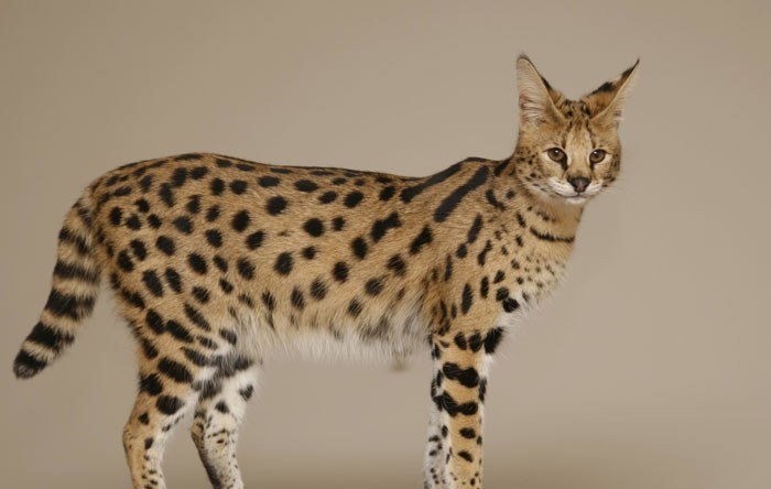What do you get when you breed a domestic cat with a Serval? This beautiful Savannah cat. A Serval is a wild carnivorous cat that is native to African savannahs. The Savannah is a newer breed compared to the Bengal. Some states still won't allow Savannah cats unless they are a 6th generation breed.