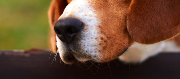 if-you-can-identify-all-15-of-these-dogs-snouts-you-deserve-to-have-a-dog