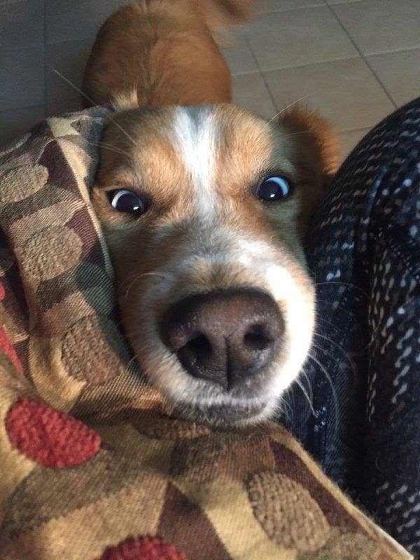 When Dogs Get Their Period