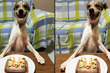 Este dog ficou feliz demais quando ganhou um bolinho de aniversário