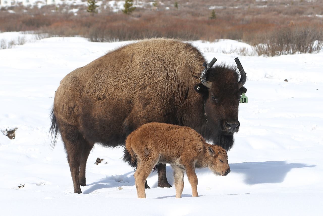 The First Baby Bison Has Been Born In Banff In 140 Years