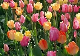 Tulips are a sign of Spring because they bloom early on in the season. Tulips and other bulbs that flower in spring are associated with Easter because they come back to life at the start of the season. Many people say that closed tulip bulbs look like brightly-colored Easter eggs.
