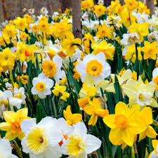 Daffodils symbolize new life. When Jesus was waiting in the garden of Gethsemane before his trial and persecution, the first daffodil appeared in order to comfort him. Daffodils are known as Lenten lilies in Great Britain because they bloom during the early days of lent.