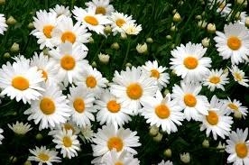 Daisies are symbols of innocence, loyalty, and purity. In the 15th century, they became a symbol for infant Jesus. Legend has it that daisies sprouted from the fallen tears of Mary as she watched Jesus being crucified. Another legend says that daisies, which look like the North Star, were blooming around the stable where Jesus was born, which made it possible for the wise men to find him.
