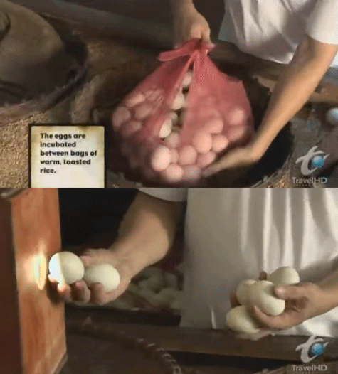 The embryo will form after about 9 days (which can be seen when the egg is held against a light). When you see a balut with a well developed embryo, that means the incubation period was longer. Also, balut with well developed embryo have smaller yellow stuff because it’s what the embryo feeds on. Yes, they like that part too!
