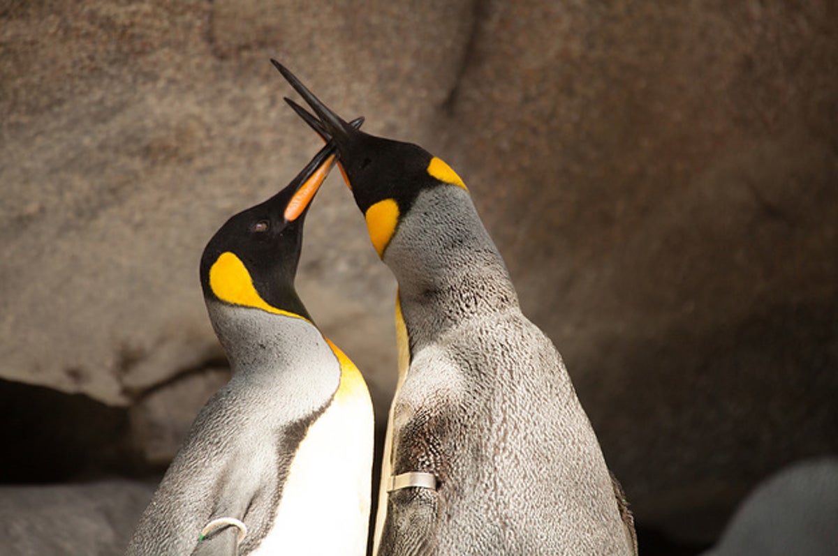 ペンギンのゲイカップル 彼らに訪れた幸せな結末とは ペンギンのゲイカップル 彼らに訪れた幸せな結末とは