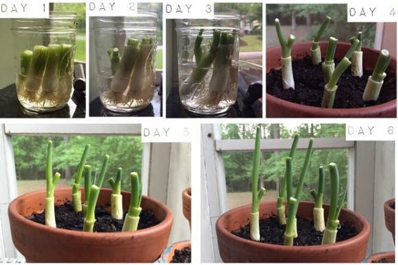 Difficulty level: easyGrowing time: one weekRegrowing green onions is the easiest (and fastest) project on this list. Just submerge the root ends into a glass of warm water and watch them magically grow in a matter of days. See the full directions here.