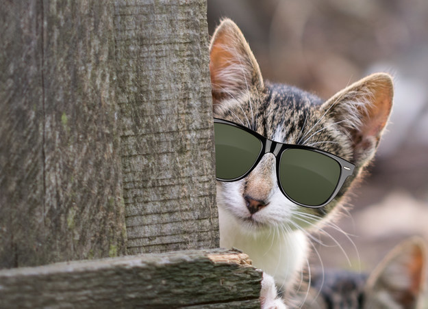 Can You Match The Cat To Its Beautiful Eyes?