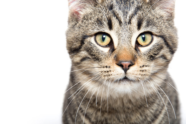 Can You Match The Cat To Its Beautiful Eyes?