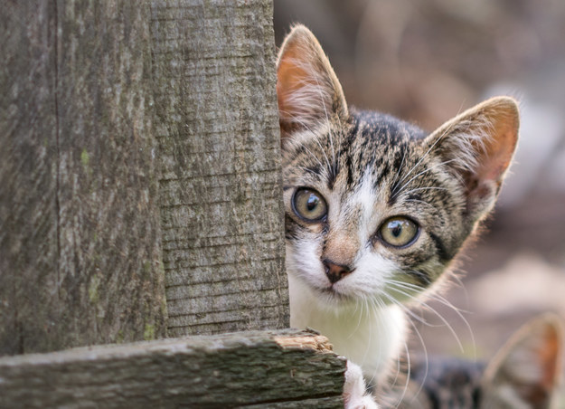 Can You Match The Cat To Its Beautiful Eyes?