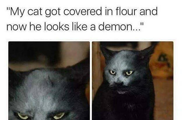 19 Cat Videos On Tiktok That You Need To See