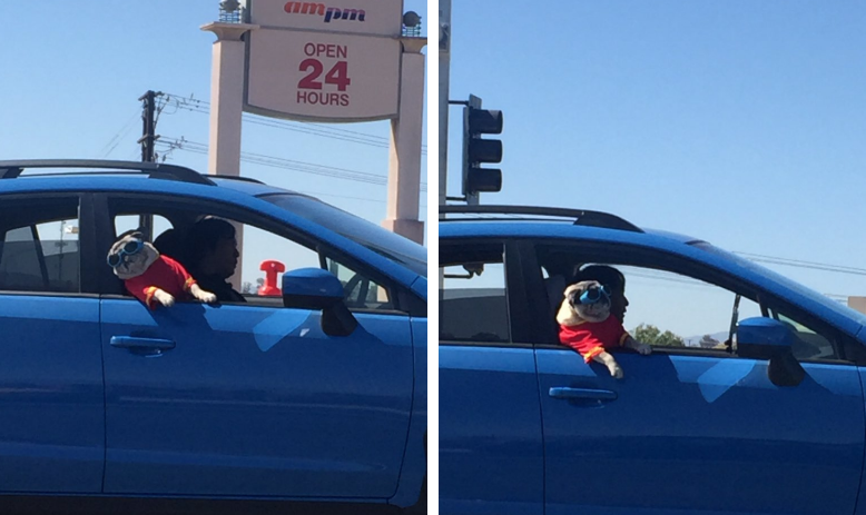 Pug Dog Sunglasses Looks Out Car Stock Photo 1500903845