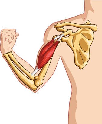 マッチョにしか解けない筋肉クイズ