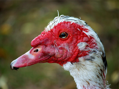 This Photo Of A Shady-Looking Bird Has Become A Huge Meme And It's ...