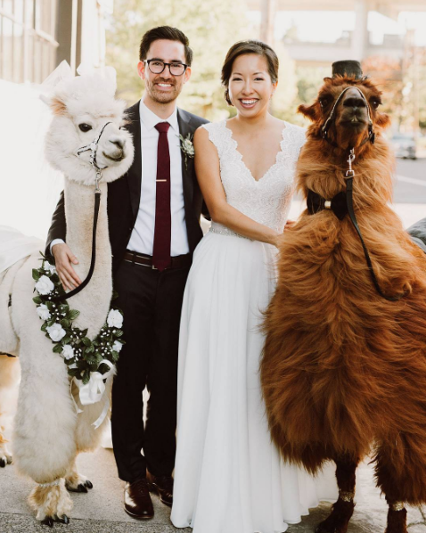 If you answered yes to either question, I have some great news for you: Wedding llamas are a real thing, and they're spectacular.