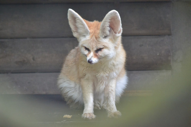 Riga Zoo is located in Mezaparks neighbourhood of Riga. Zoo was opened in 1912 and it has more than 400 species of wild animals including tigers, polar bears and crocodiles. The steamy Tropical House (part of Riga Zoo) will keep you warm all year round.