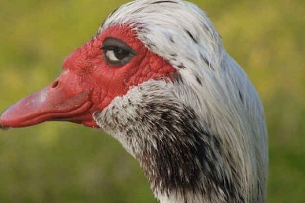 This Photo Of A Shady-Looking Bird Has Become A Huge Meme And It's ...