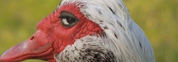 this-photo-of-a-shady-looking-bird-has-become-a-h-2-10958-1493424226-1_wide.jpg