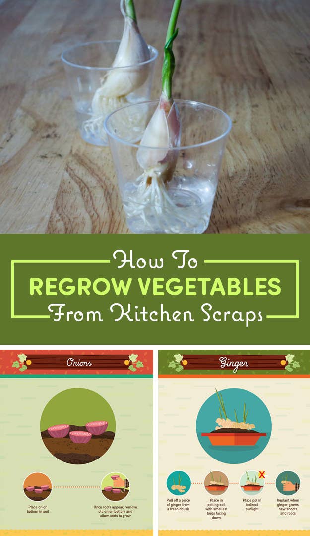 16 Foods That You Can Magically Regrow From Scraps