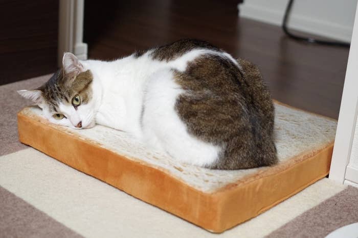 食パンクッション でくつろぐ猫ちゃんがかわいいと話題に