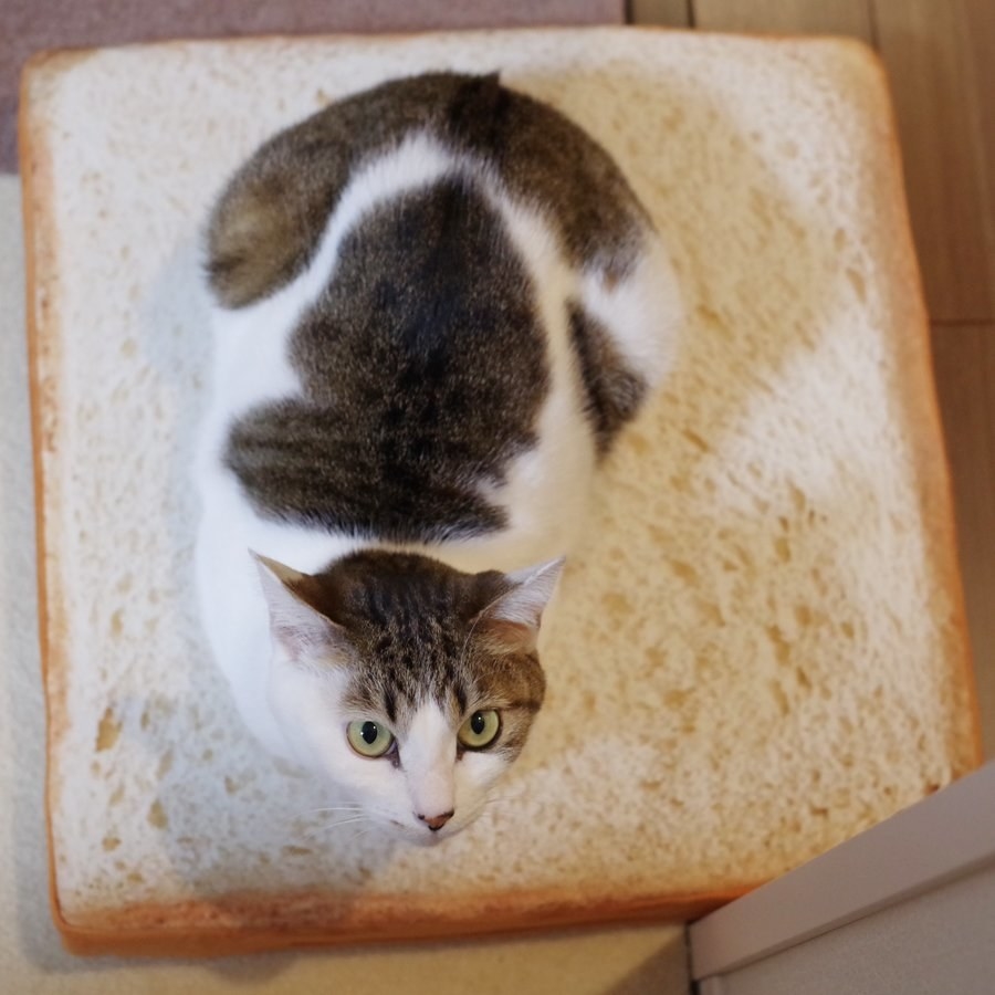 食パンクッション でくつろぐ猫ちゃんがかわいいと話題に