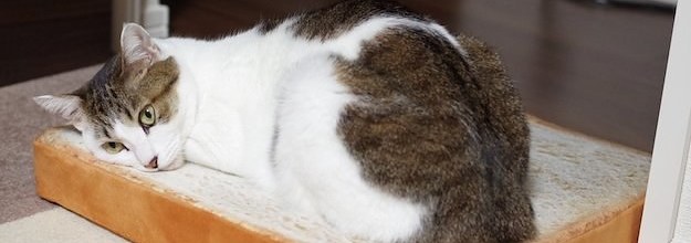 食パンクッション でくつろぐ猫ちゃんがかわいいと話題に