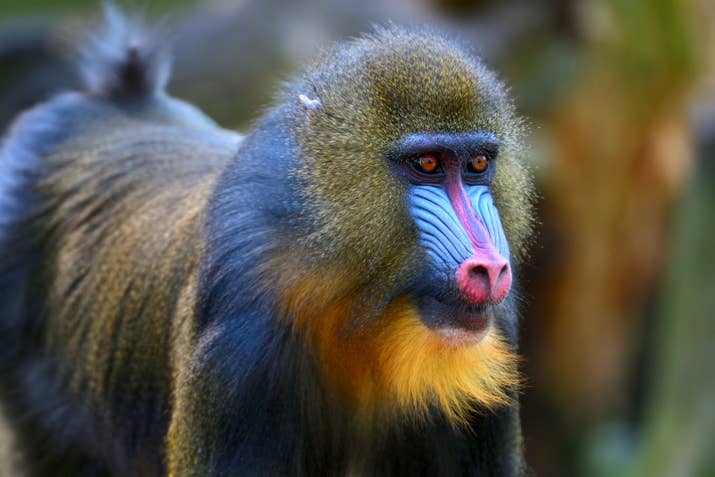 A young male mandrill/