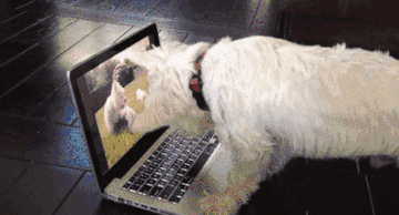 22 Times Westies Failed So Hard But They Were Cute So ¯\_(ツ)_/¯
