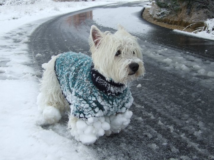 Snow westie deals