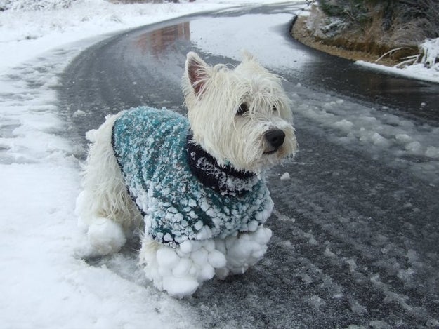 When this little guy got a bit snow-clogged.