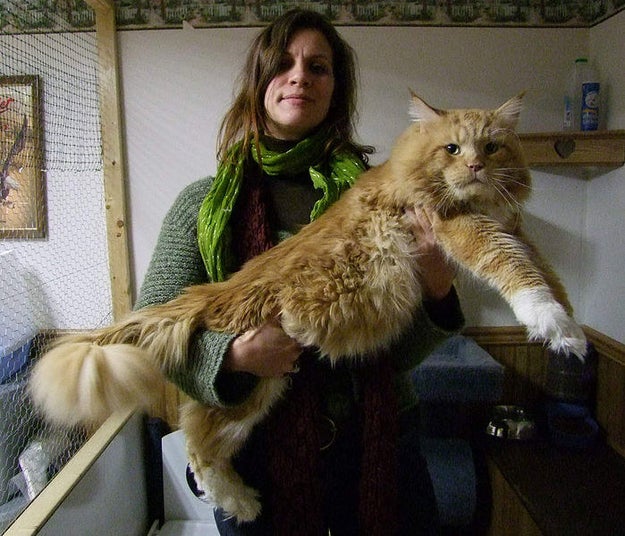 Literally Just 19 Very Large Cats