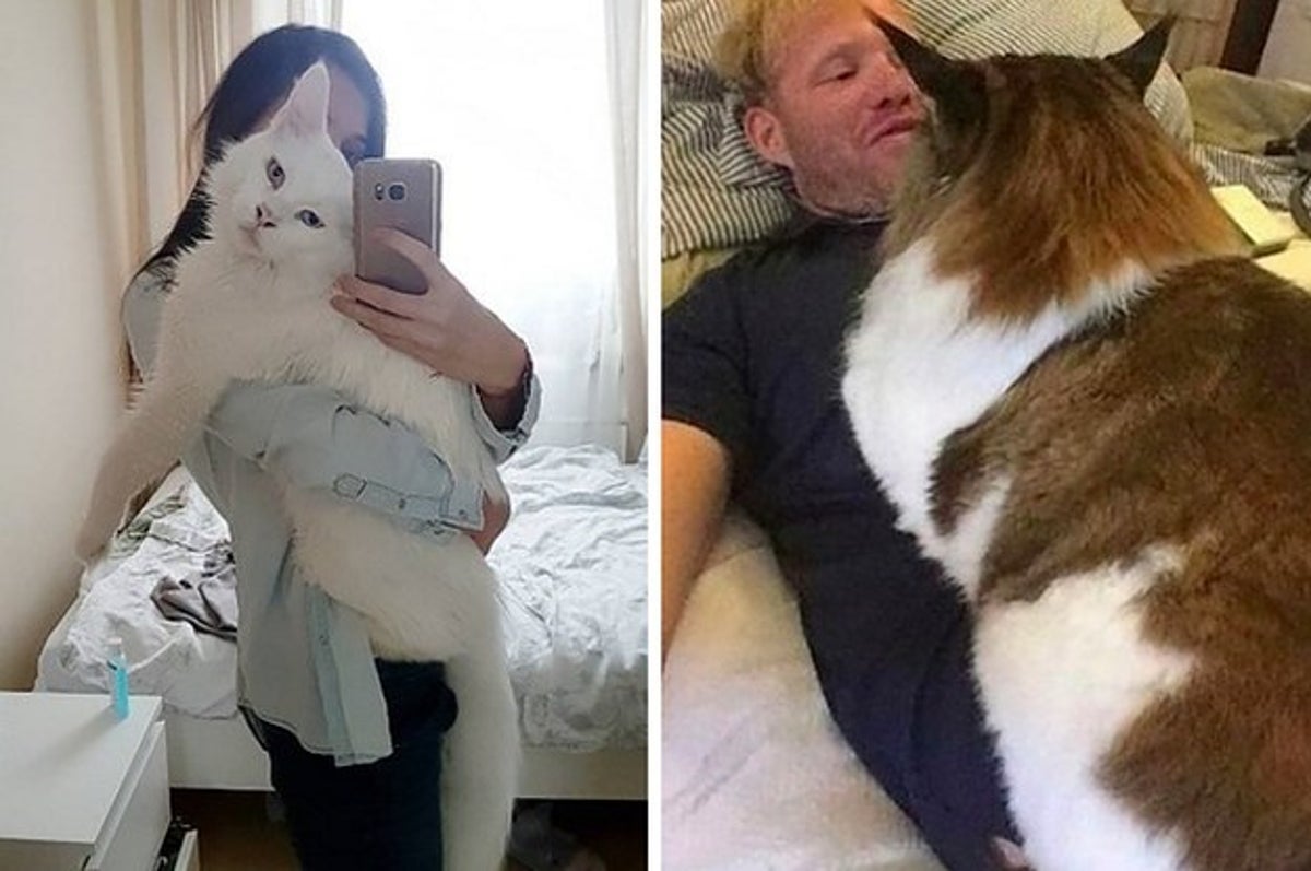 extra large l big pet cat