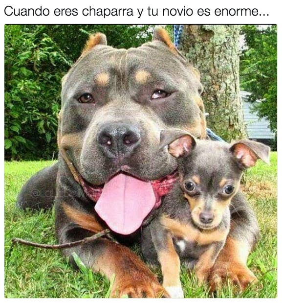 19 Memes Que Te Van A Hacer Reir Si Mides Menos De 1 60 En Taringa