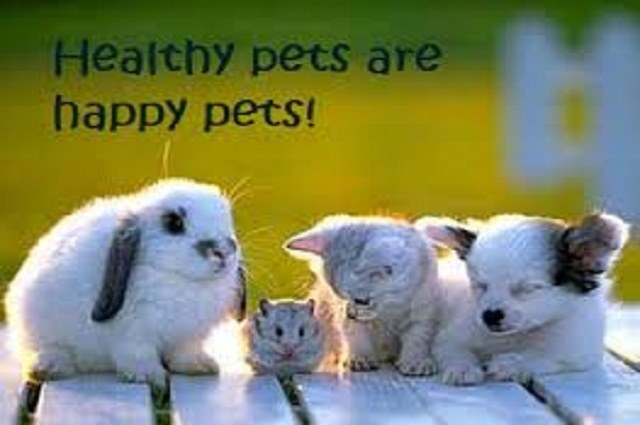 Your pet’s health condition begins from the inside out. This means that nutrition and diet are just as important as proper hygiene practices. Our pet’s health is an active state that we create each passing day through our choices and actions, so follow these tips for optimal and good healthy state for your pet.Pay Attention to Your Pet – Each pet is unique, what is good and normal for one pet may not be good and normal for yours. However, you need to pay close attention to your own pet to find out what’s good for them. This will enable you to quickly know when something is wrong with your pet, and get them adequate proper veterinary attention. Always Have a Regular Health Check – Try to have a regular pet health check on your pet at least once a week, give your pet’s body an adequate inspection. Try to massage all parts while checking their skin, ears, eyes, nails, mouth etc for anything unusual. If you find any redness, irritation, lumps, scabs, hair loss, or other signs of trouble, kindly contact your veterinary right away. It is much easier to treat pet health problems as early as possible as opposed to waiting until the health problem becomes aggravated.Feeding with High Quality Pet Food – Energizing your pet occasionally with nutritionally food is one of the most important things you can do to keep your pet healthy. It is very essential that we give our pets good foods; they only depend on us to give them food that provides all nutritional benefits they need to stay healthy. Know Which Plants to Avoid– It might surprise to know that there are 500+ plants that are harmful and toxic to our pets. The ideal thing is for you to know which plant in your home or environment is safe for your dog health and which one could cause illness and even death. Nurture Your Pet – Try to tend your pet’s emotional wellbeing. This is just as essential and important as caring for their body. At least, nurture your pet in order to make them happy. “Happy pet is a Healthy pet”.Dental Care- Always check your pet for any dental problems by lifting the lip to see if the teeth are discolored or the gums are red and inflamed. Other symptoms may include loss of appetite, favoring one side of the mouth, spitting out food, eating more slowly, and swollen cheeks.